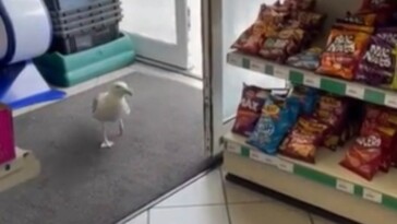 feathered-thief-‘steven-seagull’-banned-from-uk-shop-after-years-of-snatching-bags-of-bbq-chips:-‘he’s-not-shy’