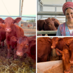 the-truth-about-the-red-cows-in-israel