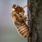 disturbing-explanation-for-mysterious-red-welts-appearing-on-people-after-emergence-of-massive-cicada-brood