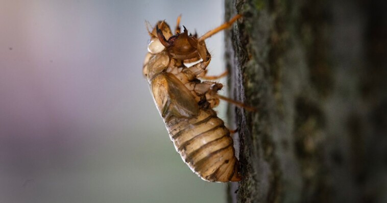 disturbing-explanation-for-mysterious-red-welts-appearing-on-people-after-emergence-of-massive-cicada-brood