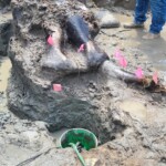 13,600-year-old-mastodon-skull-excavated-from-iowa-creek-in-‘goldmine’-discovery-after-12-day-excavation