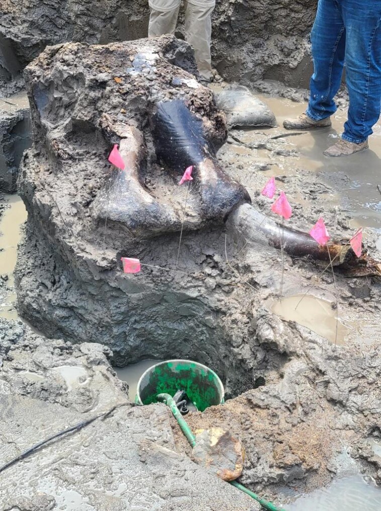 13,600-year-old-mastodon-skull-excavated-from-iowa-creek-in-‘goldmine’-discovery-after-12-day-excavation