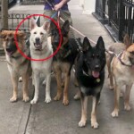 syko,-unhinged-dog-that-mauled-4-nyc-pups,-strikes-again-—-a-year-after-owner-said-she-planned-to-put-it-down