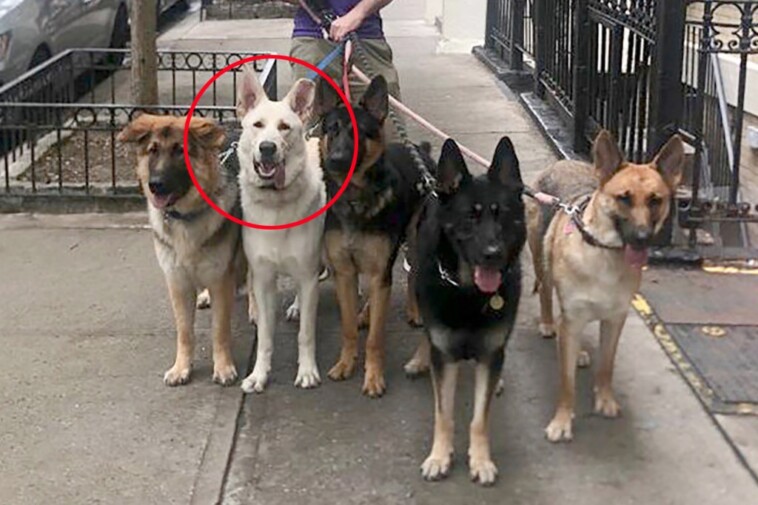 syko,-unhinged-dog-that-mauled-4-nyc-pups,-strikes-again-—-a-year-after-owner-said-she-planned-to-put-it-down