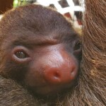 too-cute:-zoo-atlanta-welcomes-adorable-baby-two-toed-sloth