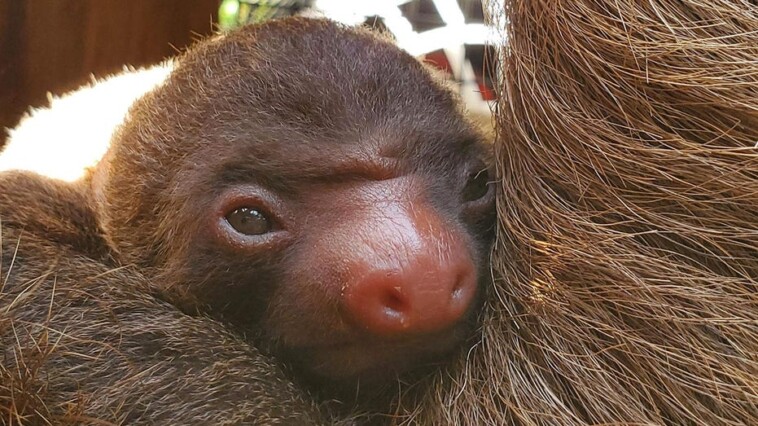 too-cute:-zoo-atlanta-welcomes-adorable-baby-two-toed-sloth