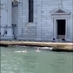 ‘shameful’-tourists-swim-at-venice-cemetery-as-tensions-with-locals-rise:-‘at-a-loss-for-words’