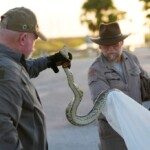 hunters-descend-on-the-florida-everglades-for-annual-burmese-python-hunt