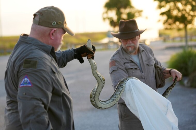 hunters-descend-on-the-florida-everglades-for-annual-burmese-python-hunt