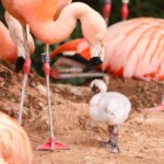 same-sex-flamingo-pair-hatch-chick-together-in-zoo-shocker:-‘the-parents-are-doing-a-great-job’