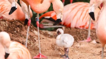 same-sex-flamingo-pair-hatch-chick-together-in-zoo-shocker:-‘the-parents-are-doing-a-great-job’