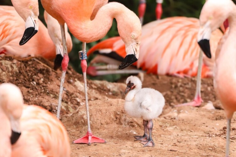 same-sex-flamingo-pair-hatch-chick-together-in-zoo-shocker:-‘the-parents-are-doing-a-great-job’