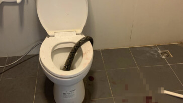 man-bitten-in-the-testicles-by-12-foot-snake-in-bathroom-worst-nightmare:-‘blood-everywhere’