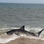 heart-pounding-video-shows-rescuers-save-beached-great-white-shark-on-nantucket-shore:-‘some-adrenaline-involved’