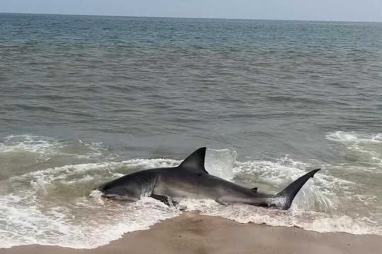 heart-pounding-video-shows-rescuers-save-beached-great-white-shark-on-nantucket-shore:-‘some-adrenaline-involved’