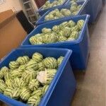 $5m-worth-of-meth-disguised-as-watermelon-shipment-seized-at-border-in-calif.:-‘seedy-situation’