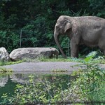 activists-say-‘clearly-something-is-wrong’-as-happy-the-elephant-is-still-‘missing’-from-bronx-zoo