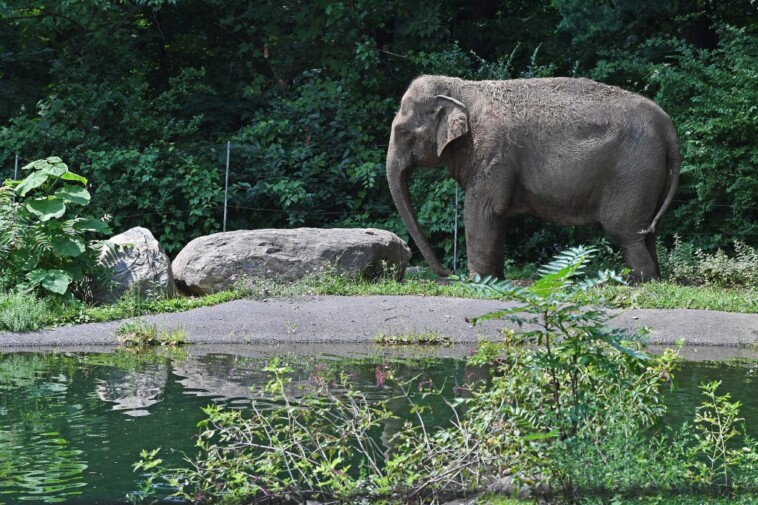 activists-say-‘clearly-something-is-wrong’-as-happy-the-elephant-is-still-‘missing’-from-bronx-zoo