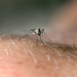 northeastern-towns-issue-voluntary-lockdown-to-prevent-spread-of-potentially-deadly-mosquito-borne-disease-eee