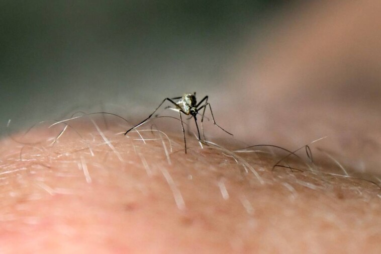 northeastern-towns-issue-voluntary-lockdown-to-prevent-spread-of-potentially-deadly-mosquito-borne-disease-eee