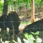 three-bison-escaped-from-connecticut-farm,-four-bison-came-back:-‘maternity-leave’