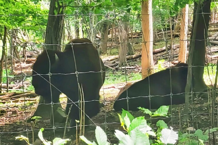 three-bison-escaped-from-connecticut-farm,-four-bison-came-back:-‘maternity-leave’