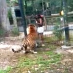 new-jersey-zoo-visitor-charged-after-she’s-caught-on-video-jumping-into-tiger-enclosure