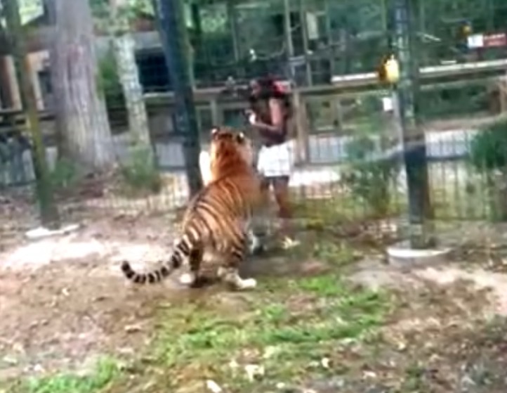 new-jersey-zoo-visitor-charged-after-she’s-caught-on-video-jumping-into-tiger-enclosure