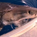 insane-video-shows-huge-great-white-shark-bite-boat:-‘he-f—king-smashed-me’