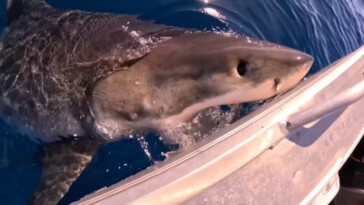 insane-video-shows-huge-great-white-shark-bite-boat:-‘he-f—king-smashed-me’