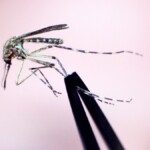 new-hampshire-resident-dies-after-testing-positive-for-mosquito-borne-encephalitis-virus