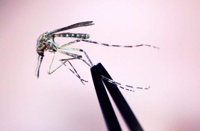 new-hampshire-resident-dies-after-testing-positive-for-mosquito-borne-encephalitis-virus