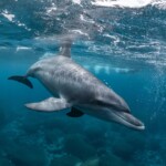 ‘horny,-lonely’-dolphin-blamed-for-attacks-on-beachgoers-in-japan