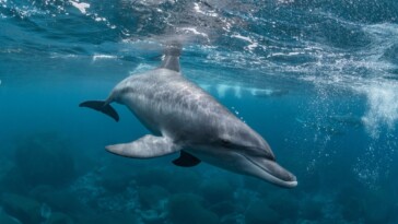 ‘horny,-lonely’-dolphin-blamed-for-attacks-on-beachgoers-in-japan