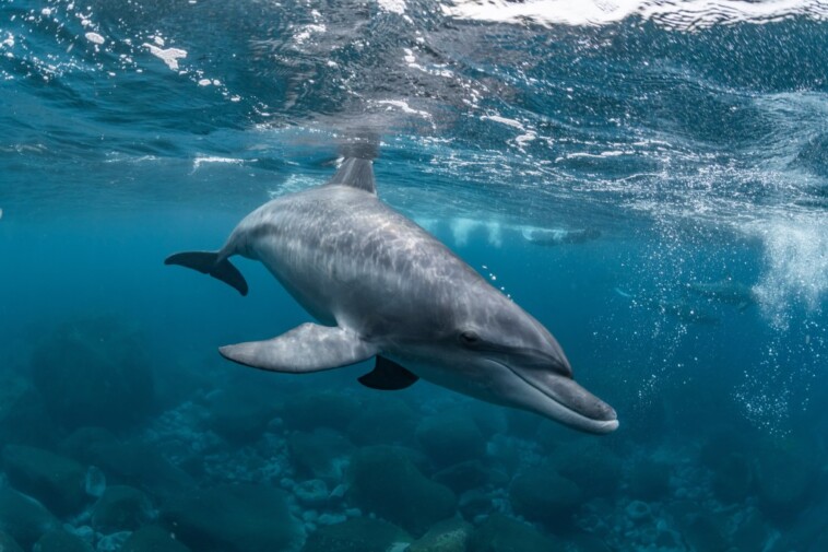 ‘horny,-lonely’-dolphin-blamed-for-attacks-on-beachgoers-in-japan