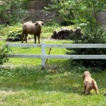 aggressive-water-buffalo-on-the-run-in-iowa-town-after-escaping-police-stand-off,-being-shot