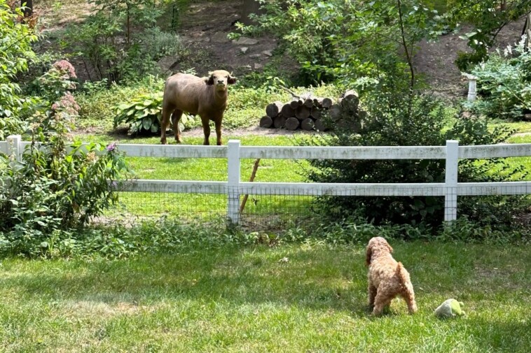 aggressive-water-buffalo-on-the-run-in-iowa-town-after-escaping-police-stand-off,-being-shot