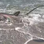 huge-thresher-shark-washes-ashore-at-nyc’s-rockaway-beach,-shocking-swimmers