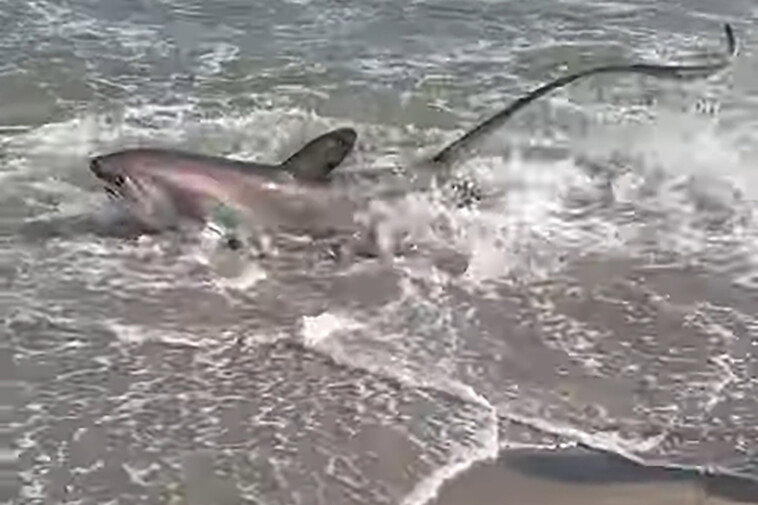 huge-thresher-shark-washes-ashore-at-nyc’s-rockaway-beach,-shocking-swimmers