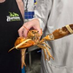 1-in-30-million-orange-lobster-named-clementine-rescued-from-hampton’s-stop-&-shop-tank-after-2-month-stay