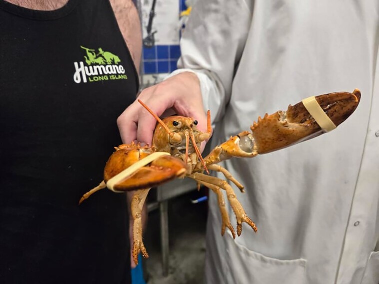 1-in-30-million-orange-lobster-named-clementine-rescued-from-hampton’s-stop-&-shop-tank-after-2-month-stay