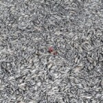 thousands-of-dead-fish-blanket-greek-tourist-port-after-flooding