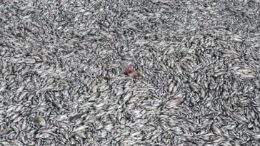 thousands-of-dead-fish-blanket-greek-tourist-port-after-flooding