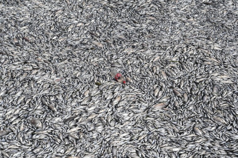 thousands-of-dead-fish-blanket-greek-tourist-port-after-flooding