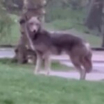 coyote-beautiful:-central-park’s-lone-coyote-has-found-a-partner-in-nyc