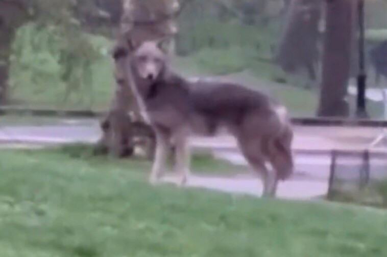 coyote-beautiful:-central-park’s-lone-coyote-has-found-a-partner-in-nyc