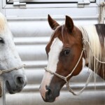 dozens-of-horses-fall-over-dead-at-oklahoma-rodeo,-investigation-underway