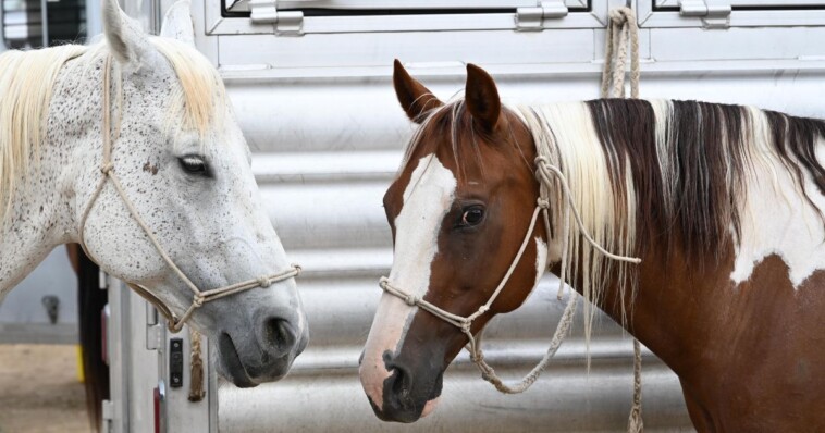 dozens-of-horses-fall-over-dead-at-oklahoma-rodeo,-investigation-underway