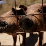 south-african-farmer,-employees-accused-of-feeding-women-to-pigs-after-decomposing-bodies-discovered-in-sty