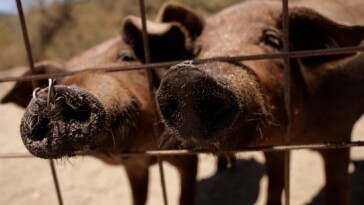 south-african-farmer,-employees-accused-of-feeding-women-to-pigs-after-decomposing-bodies-discovered-in-sty